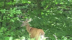Deer standing at edge of a treeline