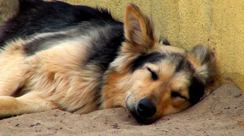 0404 Dog sleeping Stock Footage 36744462