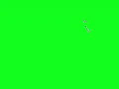 Two seagulls flying away on green screen. Ready to be keyed.