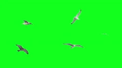 Stabilised flying birds on green screen.
