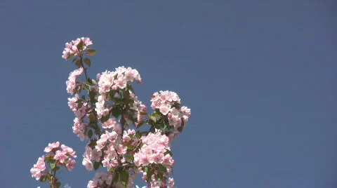 04082010 Stock Footage 735948