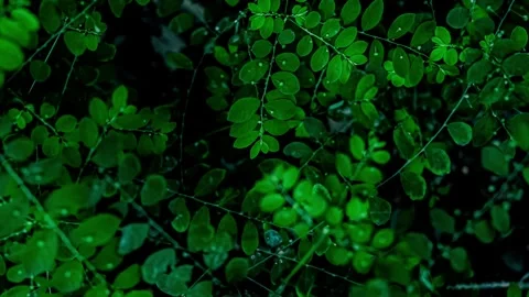 040_Green leaves pattern with water droplets.mp4 Stock Footage 345726267