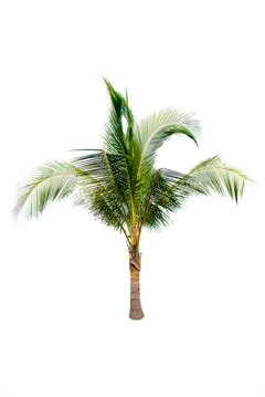040Palm tree or Coconut tree ,a green leaf isolation for summer background ,rela Stock Photos