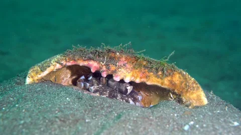 041 - Coconut octopus hiding in shell in the sand Stock Footage 77419079