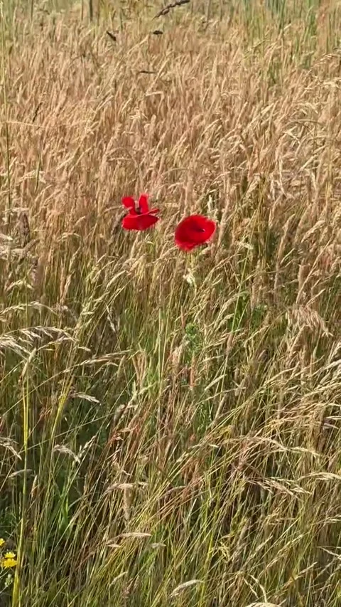 041 Poppy Hazel Light Video stock 329178098