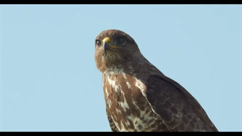 04.10.2025 - Eurasian Buzzard Close-Up Stock Footage 337704748