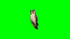 owl stands and looks around - 2 different Views- green screen