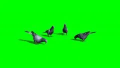pigeons eat - green screen