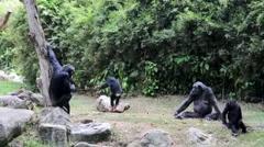 Chimpanzee Family in Singapore Zoo
