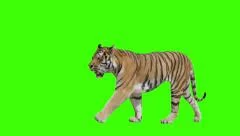 Tiger walking across the frame on green screen.