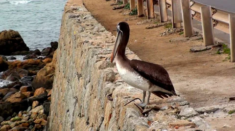 0413 Pelican Stock Footage 35356371