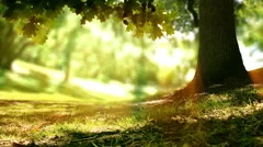 Loop of Oak tree nature background. Sunlight and trees in a forest or park.