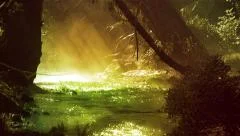 Misty stream with birds, in a New Zealand rain forest.