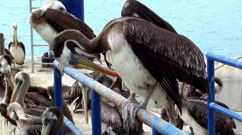 0414 Pelican Stock Footage 35359722