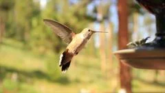 Hummingbird in flight (Slow motion)