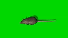 Gray rat runs - green screen