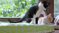 Two little, funny cats fight and play 3