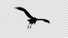Flying Black Bird, Crow, Raven - 02 - Loop - Alpha