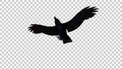 Flying Black Bird, Crow, Raven - 03 - Loop - Alpha