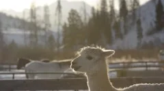 llama or alpaca morning steam