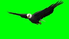 Bald Eagle gliding flight close-up - green screen - 4k