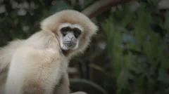 White Handed Gibbon from the Indomalaya region