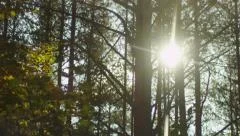 Sunlight through Trees in Forest, Shot in Moving Car