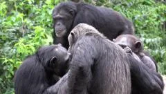 Chimpanzee Monkey Troop in Jungle
