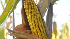 Mature Corn on the Stalk in a Field, Autumn, Harvest, Agronomy, Agriculture