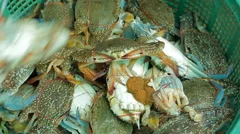 close up video of a bushel basket of live blue crabs f