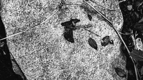 042_Rough stone texture with fallen leaves.mp4 Stock Footage 345726272