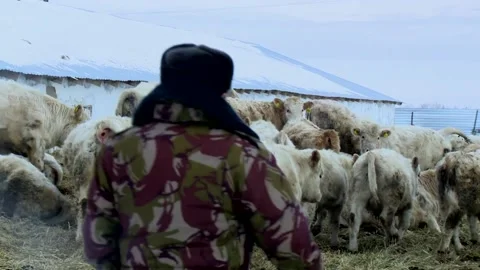 043 A shepherd walks dirty white calves outdoors on a rural ranch Stock Footage 168985355