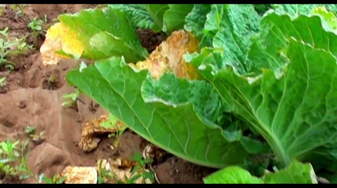 0430 Lettuce on the farm Stock Footage 35286239