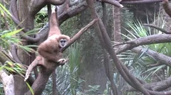 White-Handed Gibbon Adult Climbing