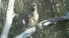Chacma Baboon Running Several Kruger National Park