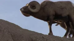 Bighorn Sheep Ram Male Adult Fighting Pair Head Butt Horns Collision Collide