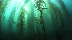 Kelp Forest and Sunlight