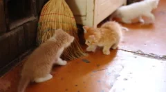 cute  kittens playing indoor
