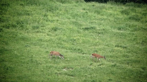 0435 Two female deer in a glade Stock Footage 40702800