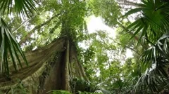 Fig tree - Temperate Rainforest Australian Landscape