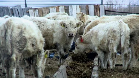044 Dirty calves are fed from a cow feeder outdoors on a rural ranch farm Video stock 168985353