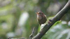 Bird singing on tree