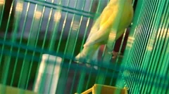 Beautiful Yellow Canary Singing in a Green Cage Close Up