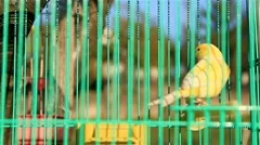 Yellow Canary Bird In A Green Cage
