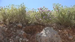 Bee Collecting Pollen in Desert Wild Thorn, Spine Flowers, Arid Plants in Summer