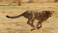 cheetah running slow motion