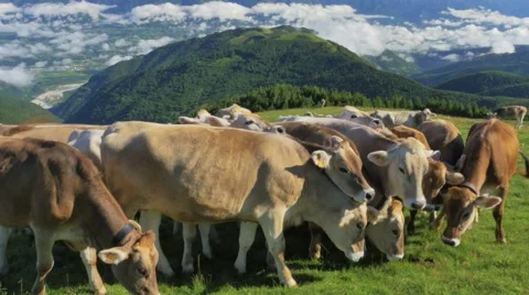 0443 UHD Cows on the Alps. Summer pasture Stock Footage 40695943