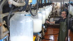 Milking Cows On Dairy Farm