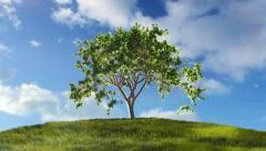 Timelapse of a tree growing on a green hill with blue sky.