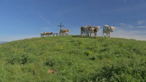 0447 UHD Cows on the Alps. Summer pasture Video stock 40698228